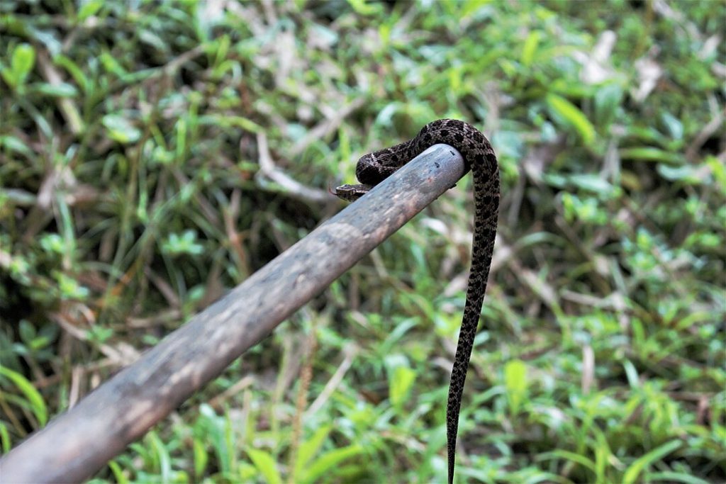 Serpiente venenosa más grande de Argentina en la naturaleza. 