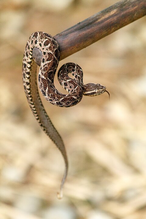 Serpiente venenosa más grande de Argentina cuelga de un tronco. 