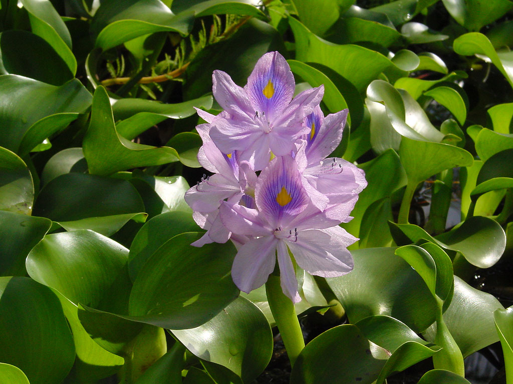Colores de la planta invasiva llamada jacinto de agua dulce. 