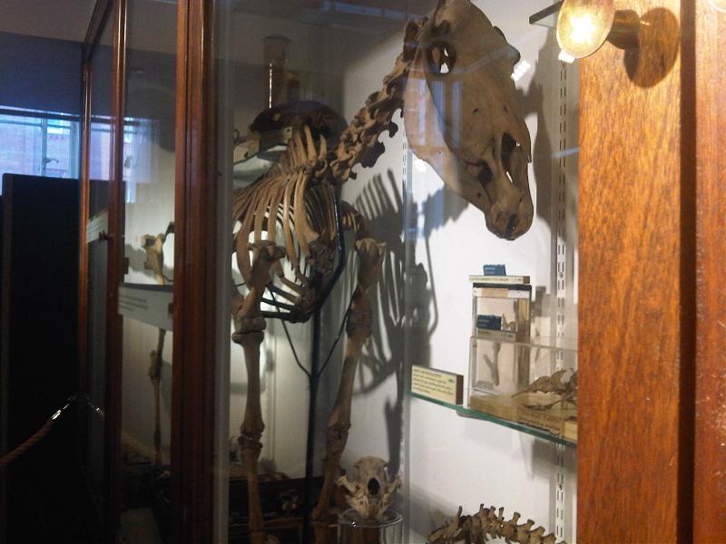 Uno de los siete esqueletos de quagga conocidos, conservado en el Museo Grant de Londres, Reino Unido.