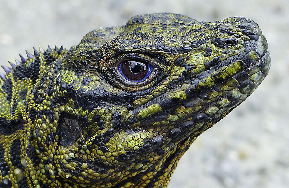 El perfil de un hidrosaurio malayo en detalle. 