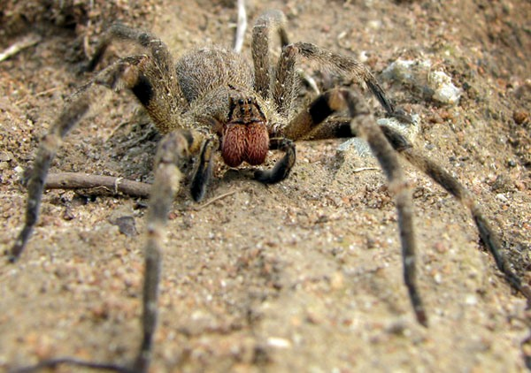 La araña más venenosa del mundo