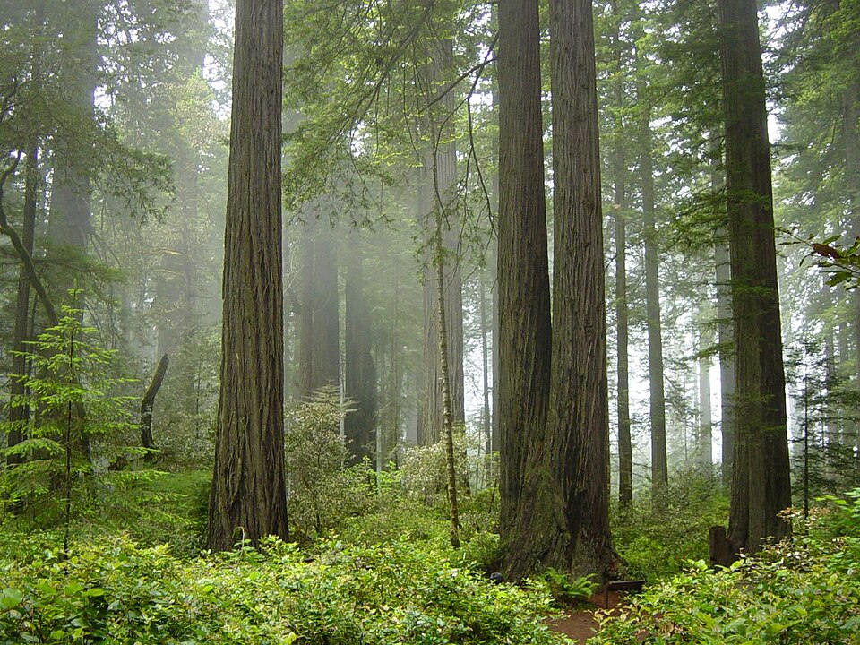 Senderos que hay por debajo de los árboles del Parque Nacional Redwood.