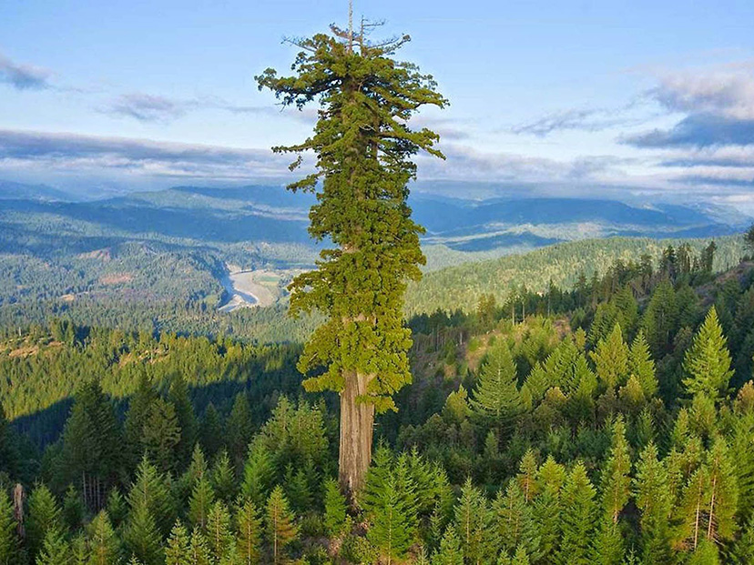 Uno de los árboles más altos del mundo, dentro del Parque Nacional Redwood.