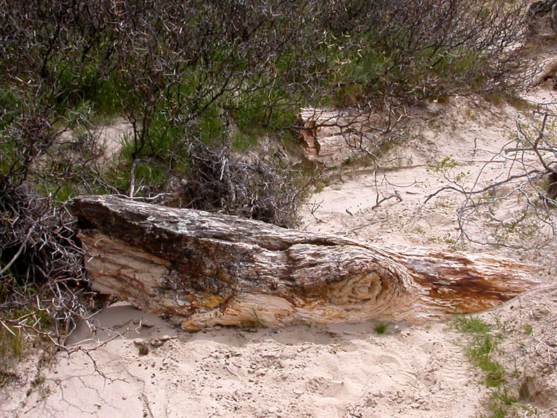 Uno de los troncos del bosque petrificado más grande del mundo.