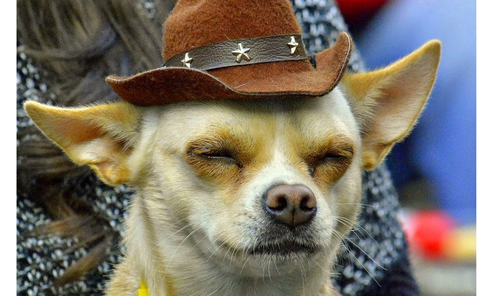 perro chihuahua cómico con sombrero
