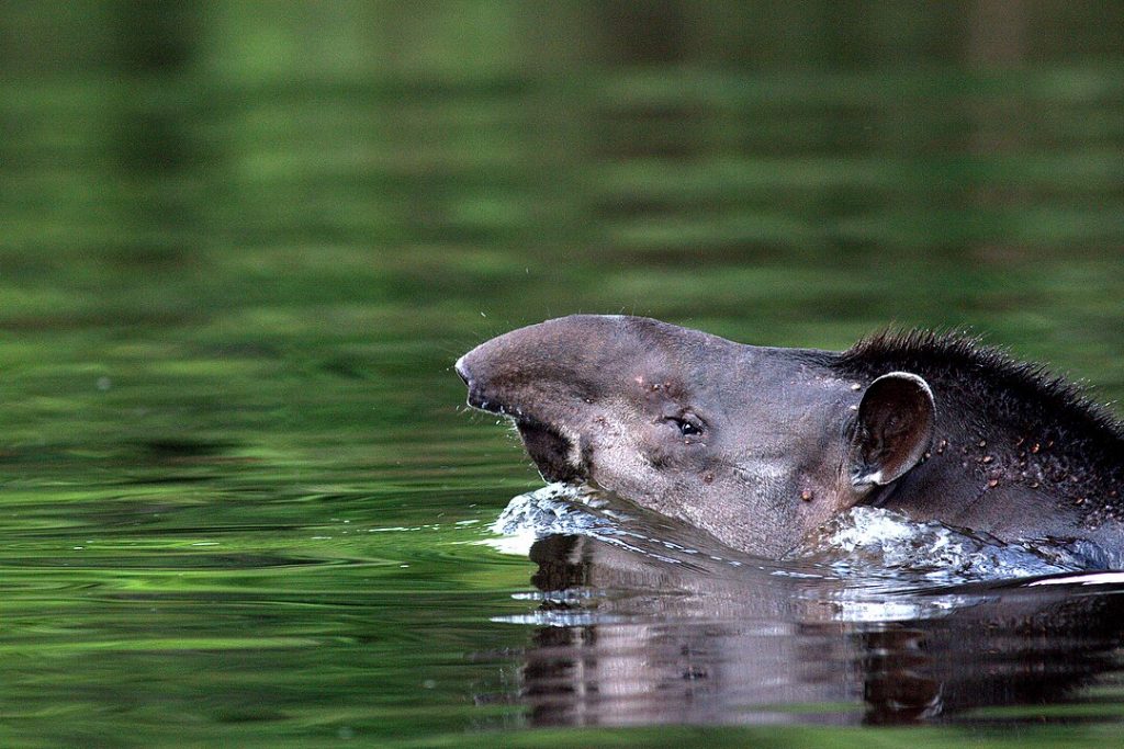 Uno de los mamíferos terrestres más grandes de Sudamérica en pleno nado. 