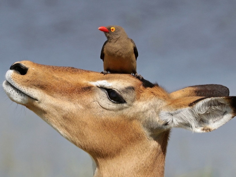 biodiversidad. un antílope y un pájaro con pico rojo posado en su cabeza
