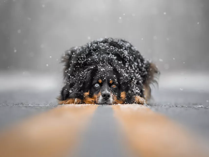 perro con heterocromia dog photography awards