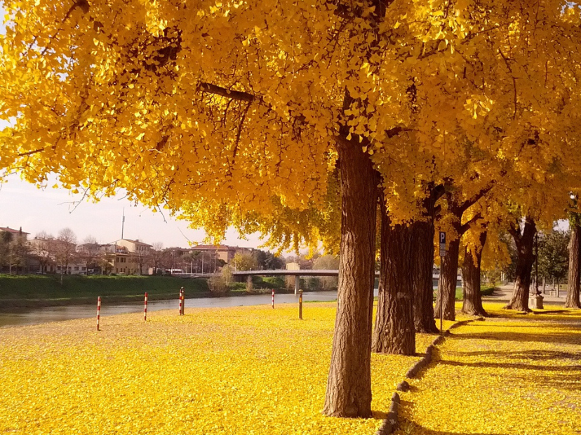 Ginkgo biloba hojas amarillas de árbol en otoño