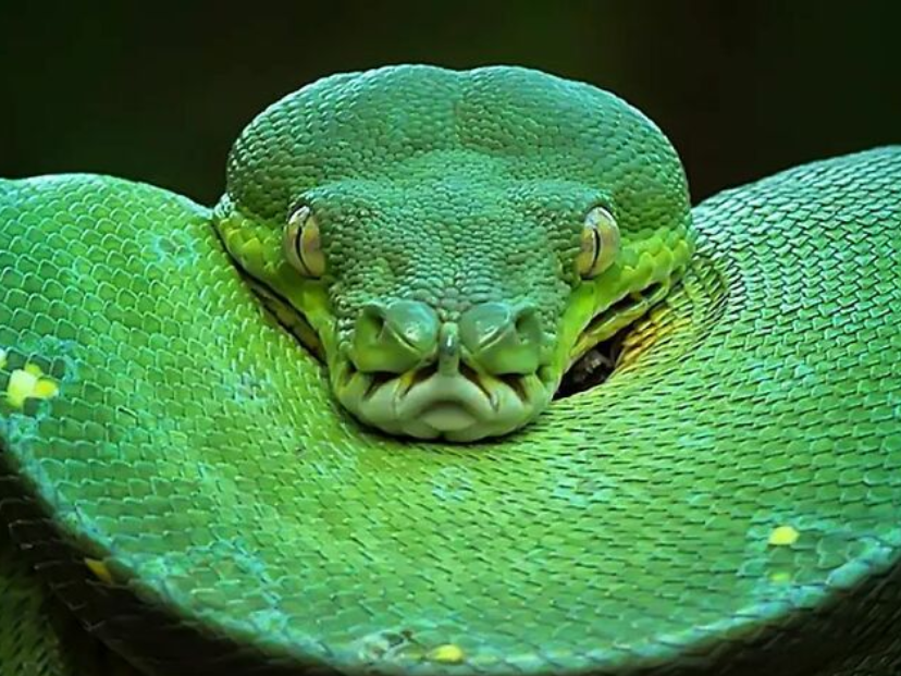 serpiente verde miedo fotografía reptiles