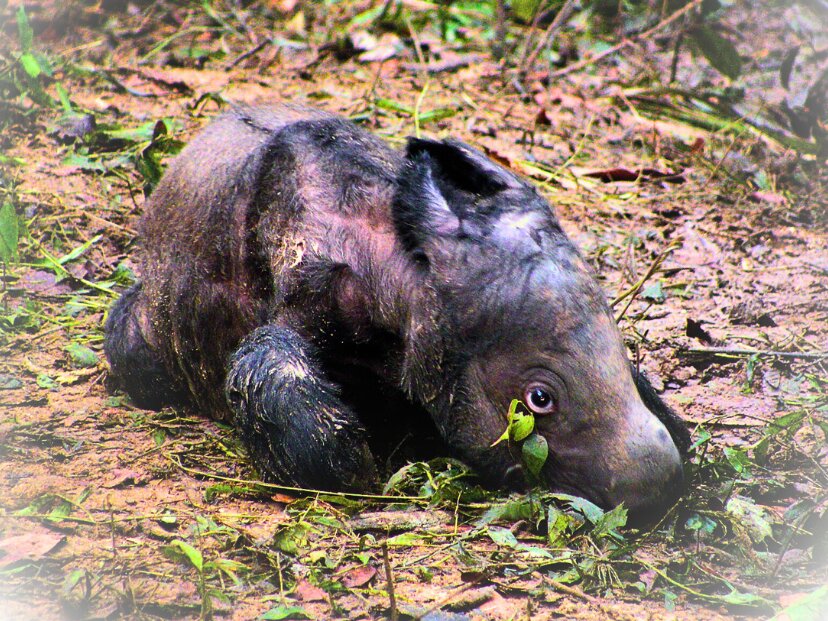 rinoceronte bebé de sumatra recién nacido especie en peligro de extinción
