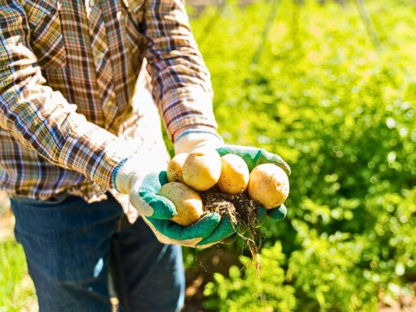 persona cultivando cosechando papas con el fondo de un campo