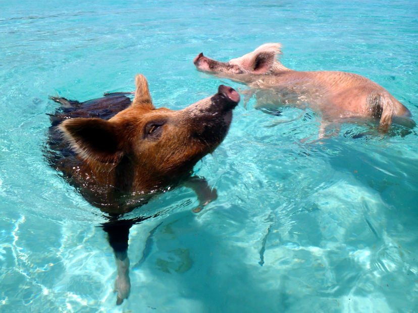 chanchos cerdos en las bahamas nadando en un mar cristalino