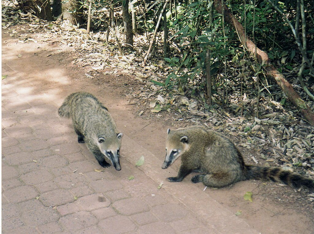 coatíes en la selva misionera misiones biodiversidad