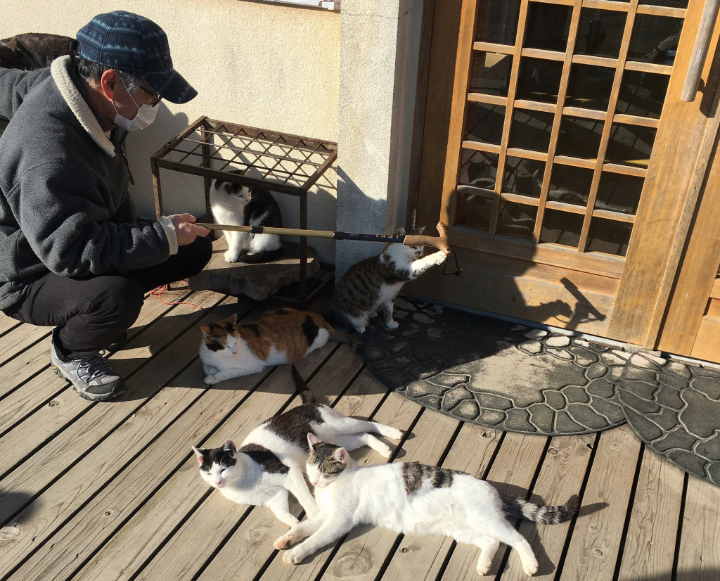 Isla de gatos cats Tashirojima, un hombre juega con varios gatitos con su bastón