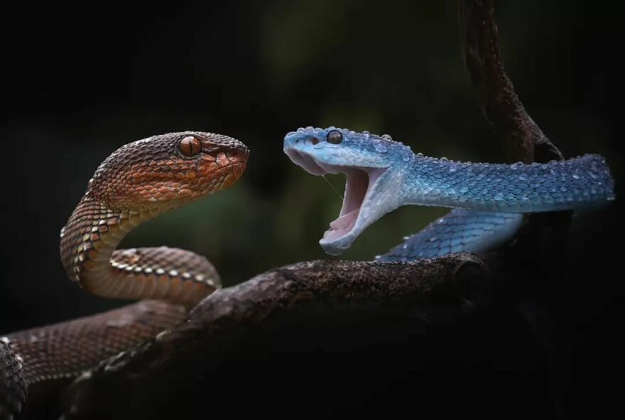 una serpiente azul y una serpiente roja escamas