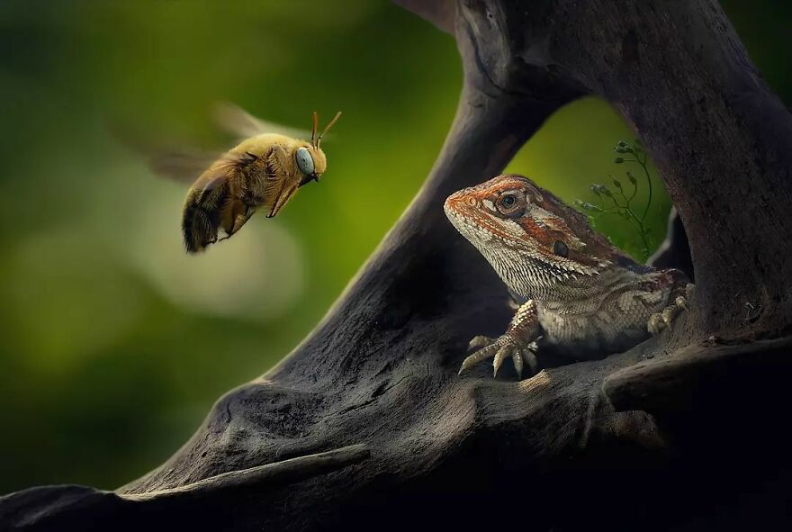 una abeja volando y un reptiles