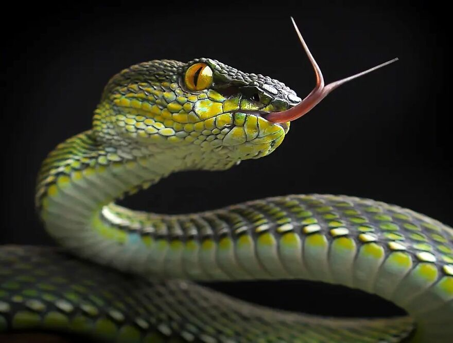 una serpiente con escamas sacando la lengua. reptiles