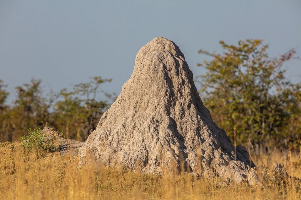 Colonia gigantesca de termitas, donde vive el insecto más longevo del mundo.