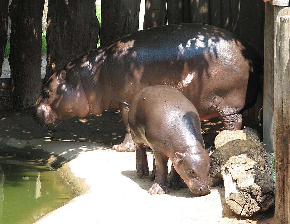 Un hipopótamo pigmeo con su cría.