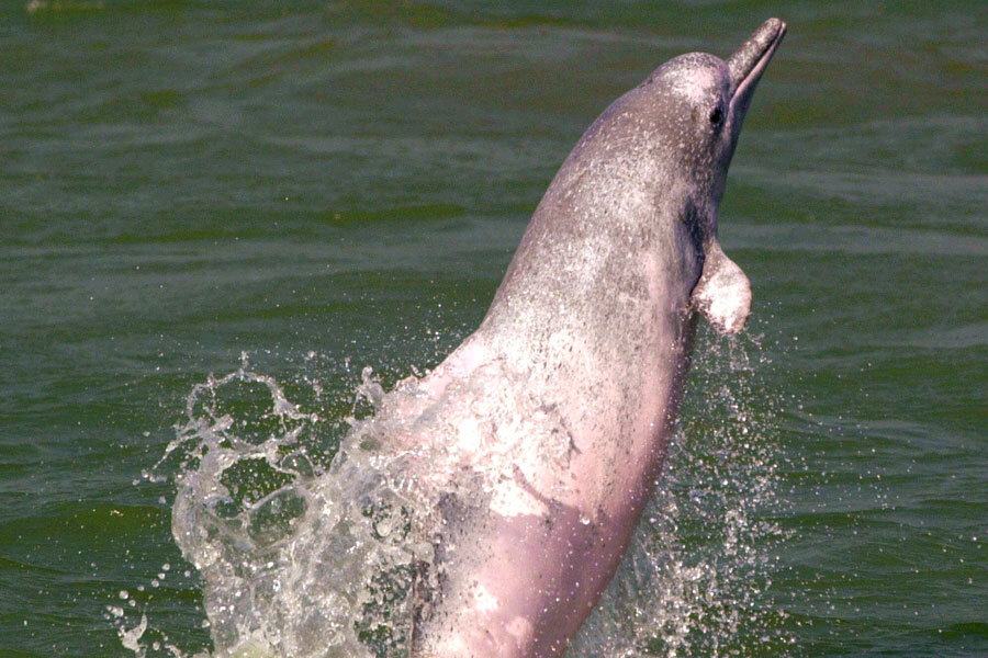 Foto de un delfín baiji en pleno salto. 