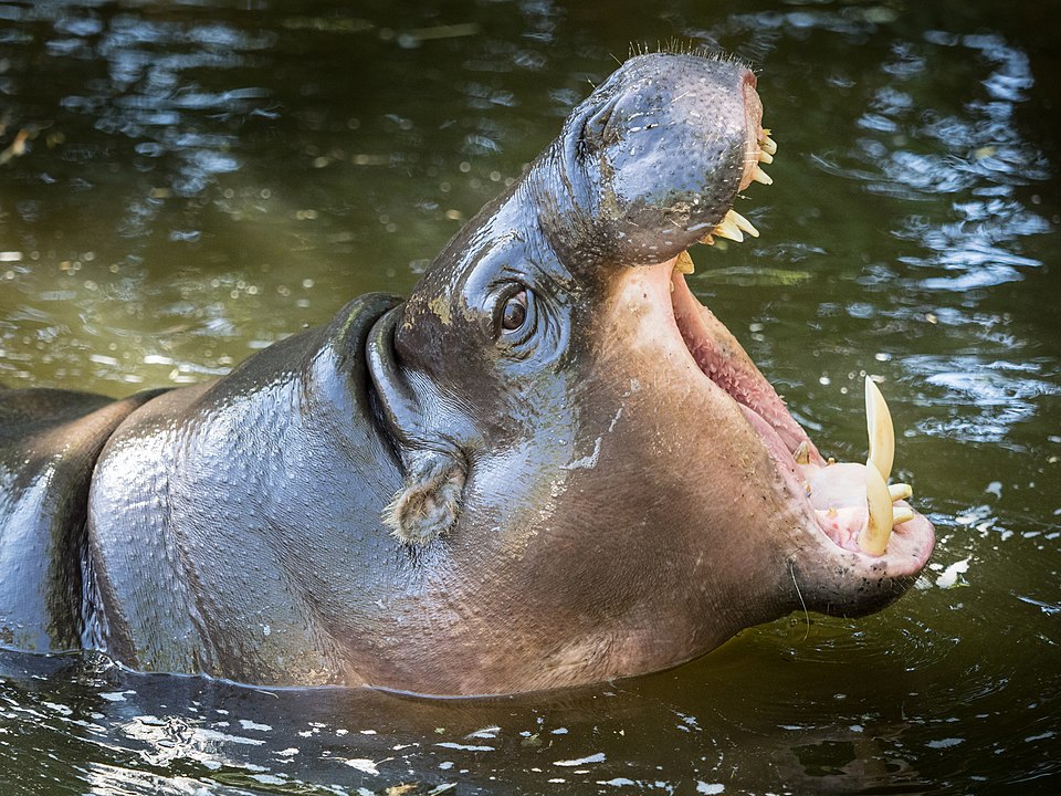 Un hipopótamo pigmeo en el agua.