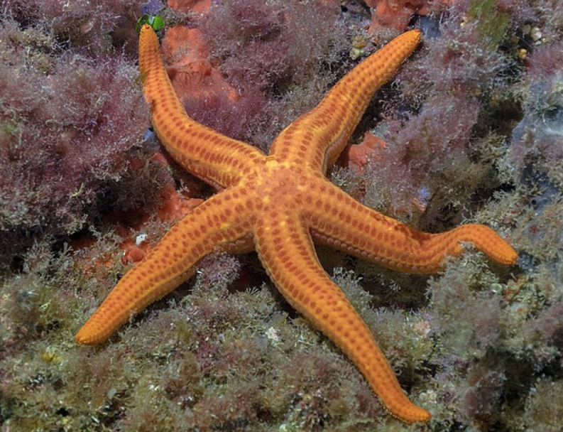 estrella naranja sobre algas y corales en el mar