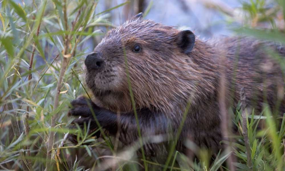 Castor, un animal exótico, plaga en Argentina.