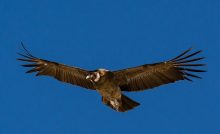 Condor Andino