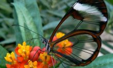Mariposa con alas de vidrio