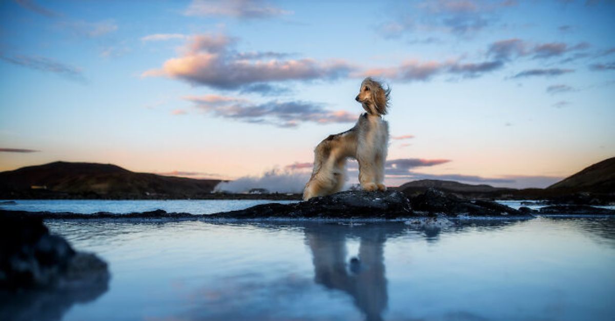 cuanto tiempo viven los perros en la naturaleza