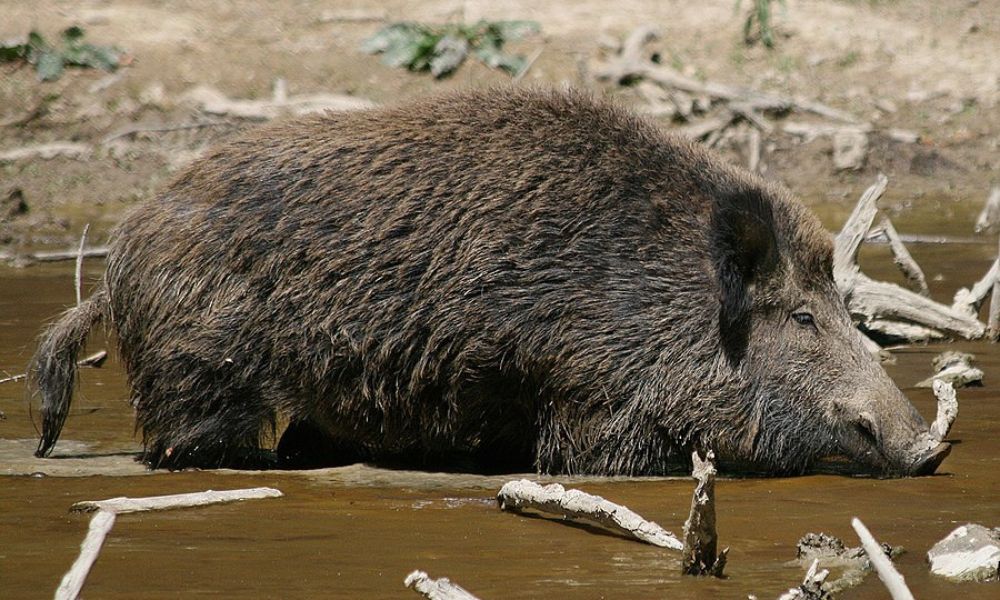 El jabalí fue introducido al territorio argentino