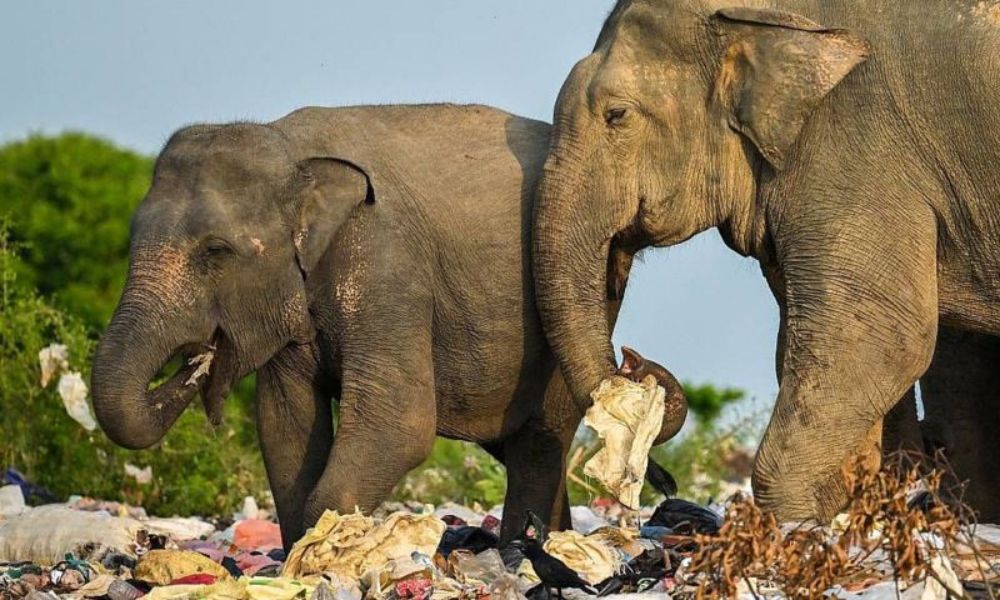 Elefantes comen basura