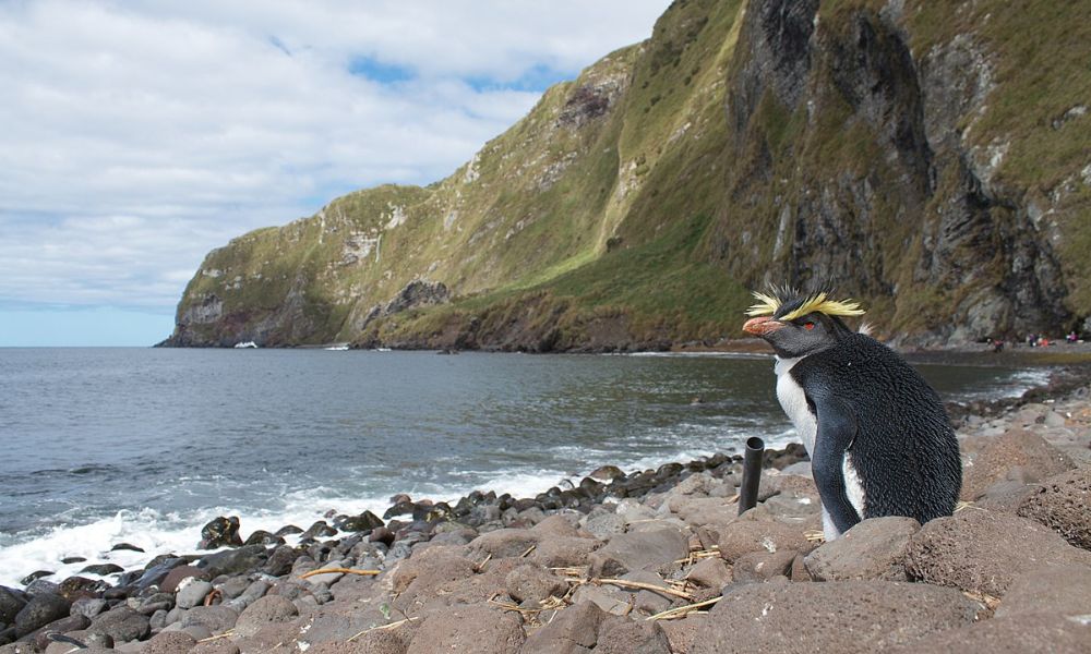 Pingüino en la Isla inaccesible