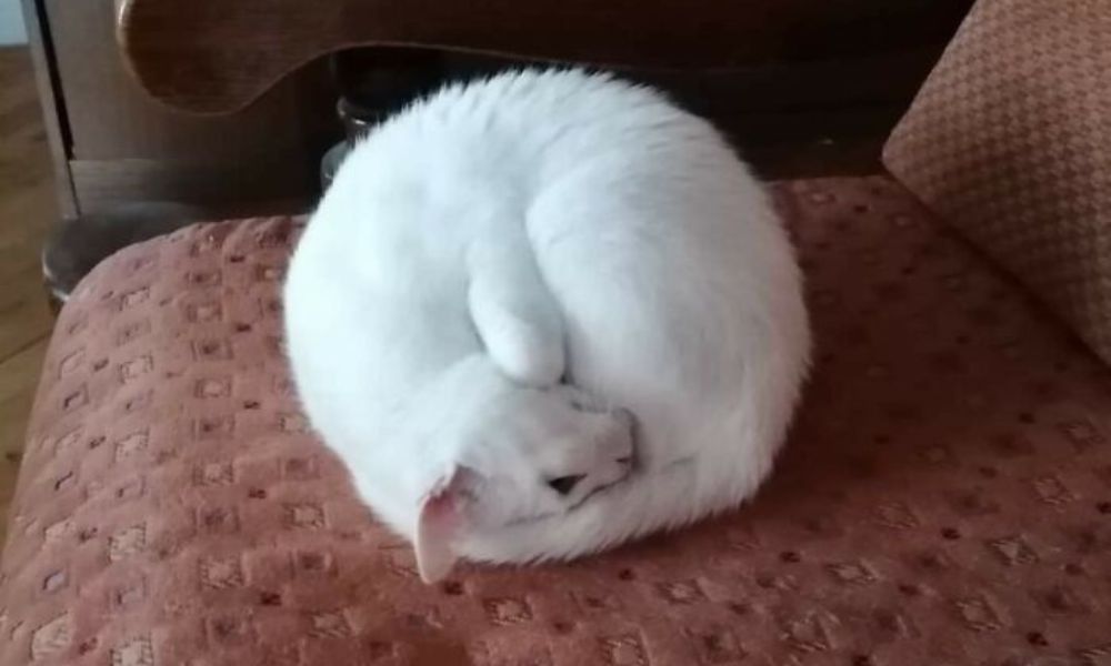 Gato blanco