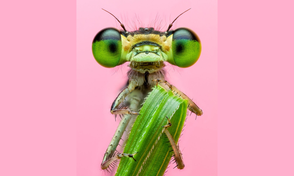 Insecto en la naturaleza