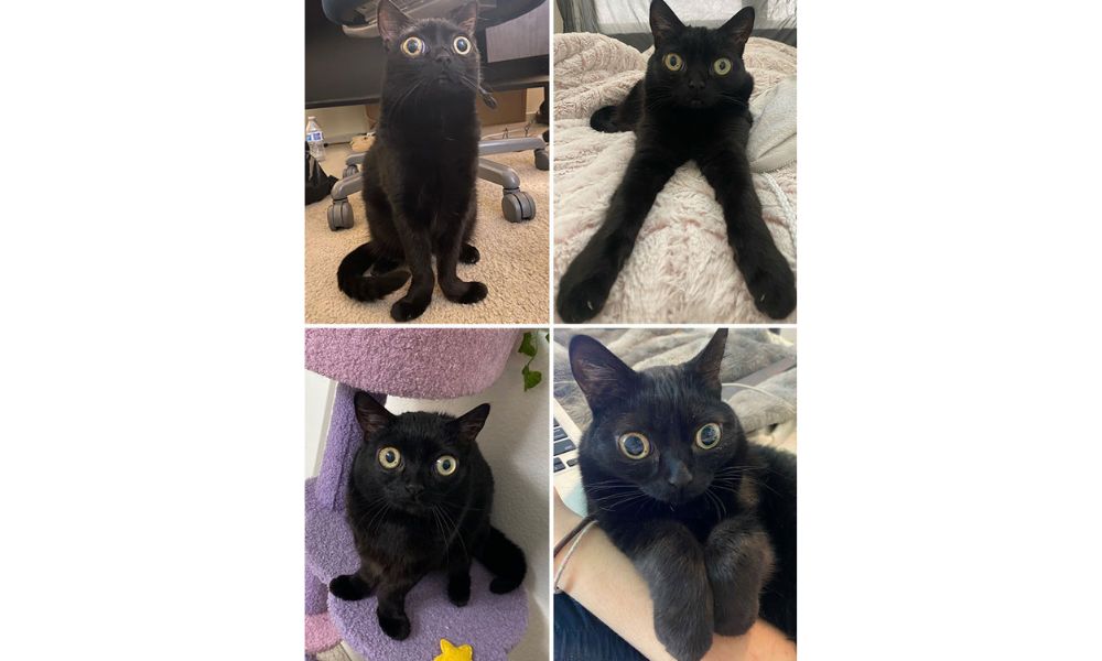 Gato negro con ojos muy grandes