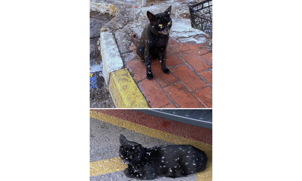 Gato negro con manchas blancas
