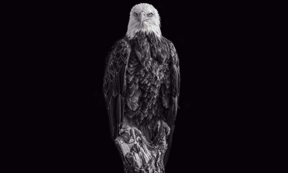 Retrato de un pájaro grande en blanco y negro