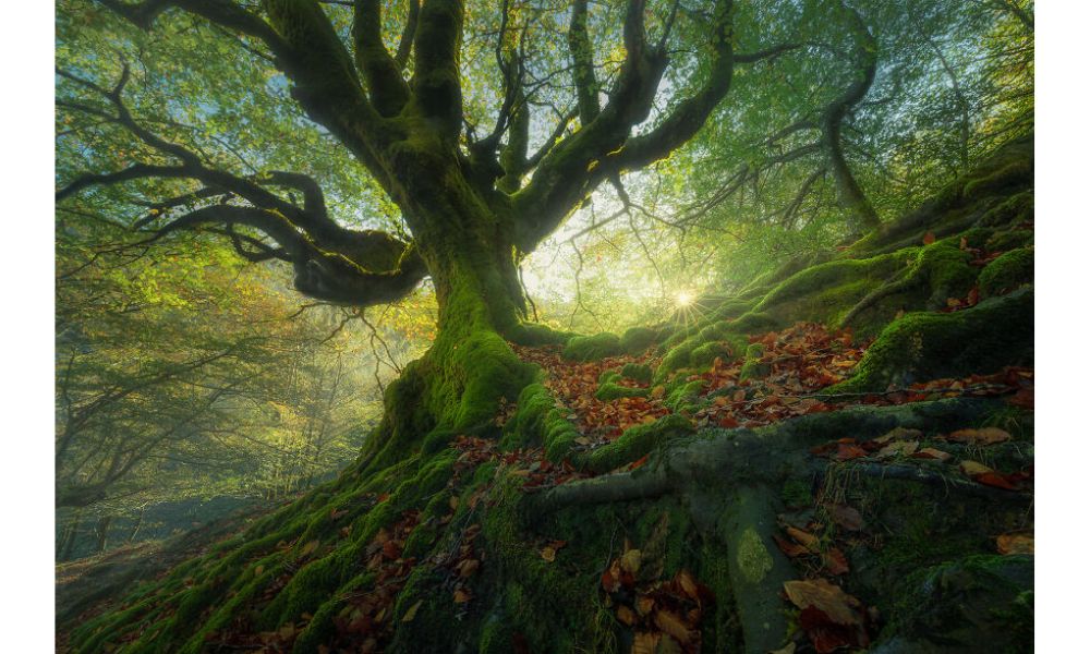 árbol en un bosque, luz solar y raíces