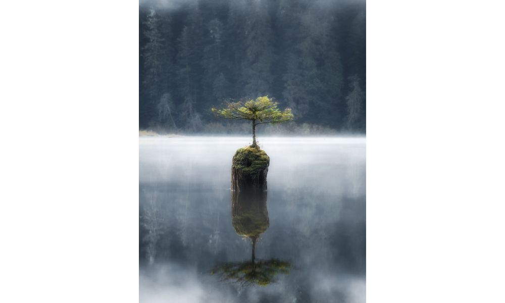 Reflejo de un árbol en un lago
