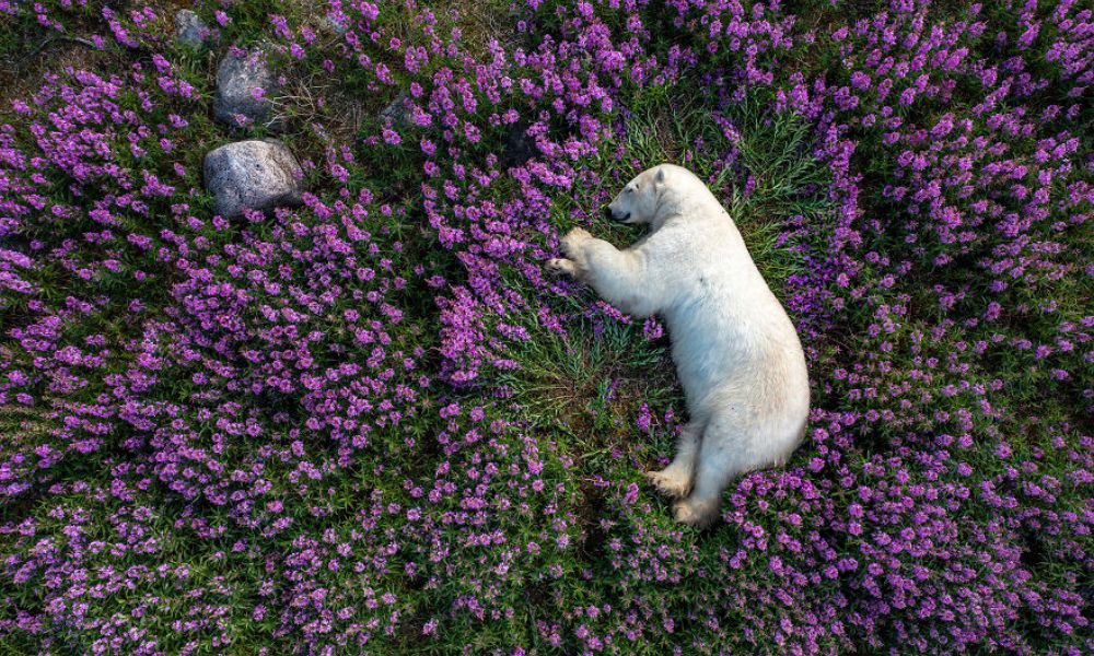 Oso durmiendo entre las flores