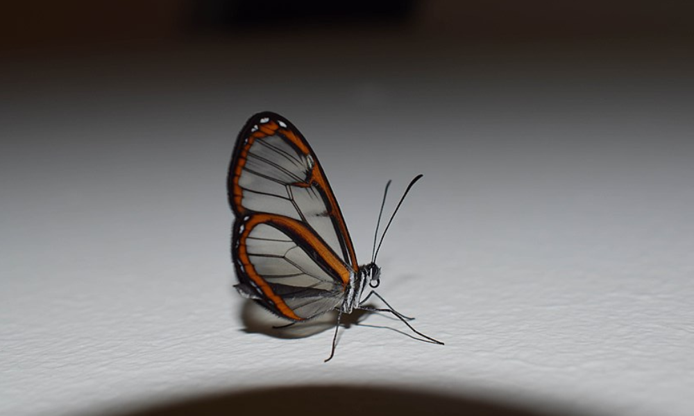 Mariposa con alas de vidrio