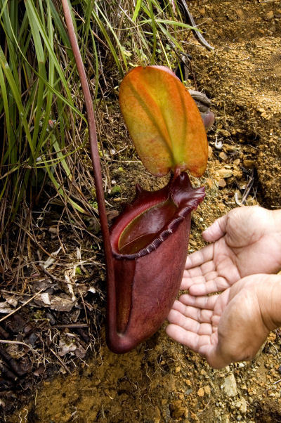 Comparación de la planta carnívora más grande del mundo con las manos de una persona. 
