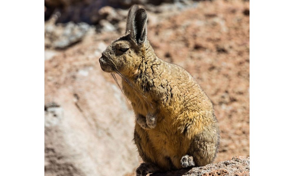 Viscacha, un animal exótico, plaga en Argentina.