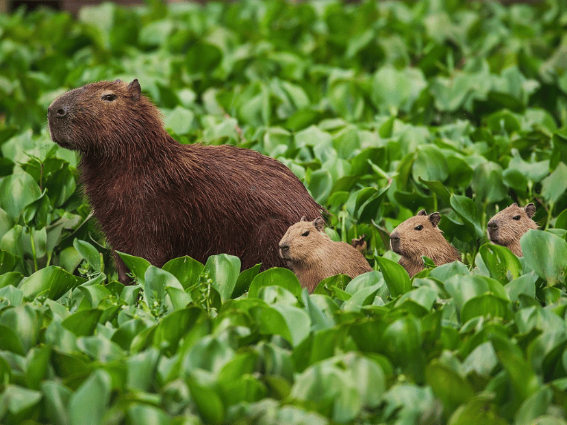 capibara carpinchos tiernos cute especie animal