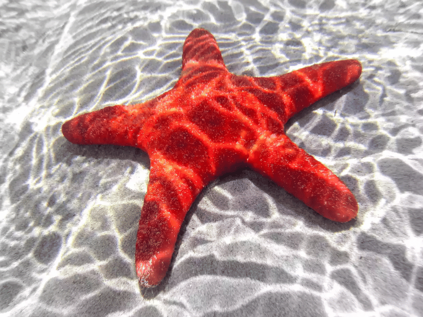 estrella de mar roja en el fondo del mar. tienen cabeza las estrellas de mar?