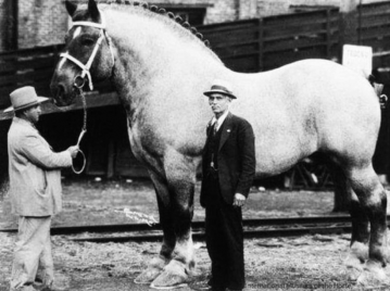 caballo más grande del mundo, Sampson. de raza Shire
