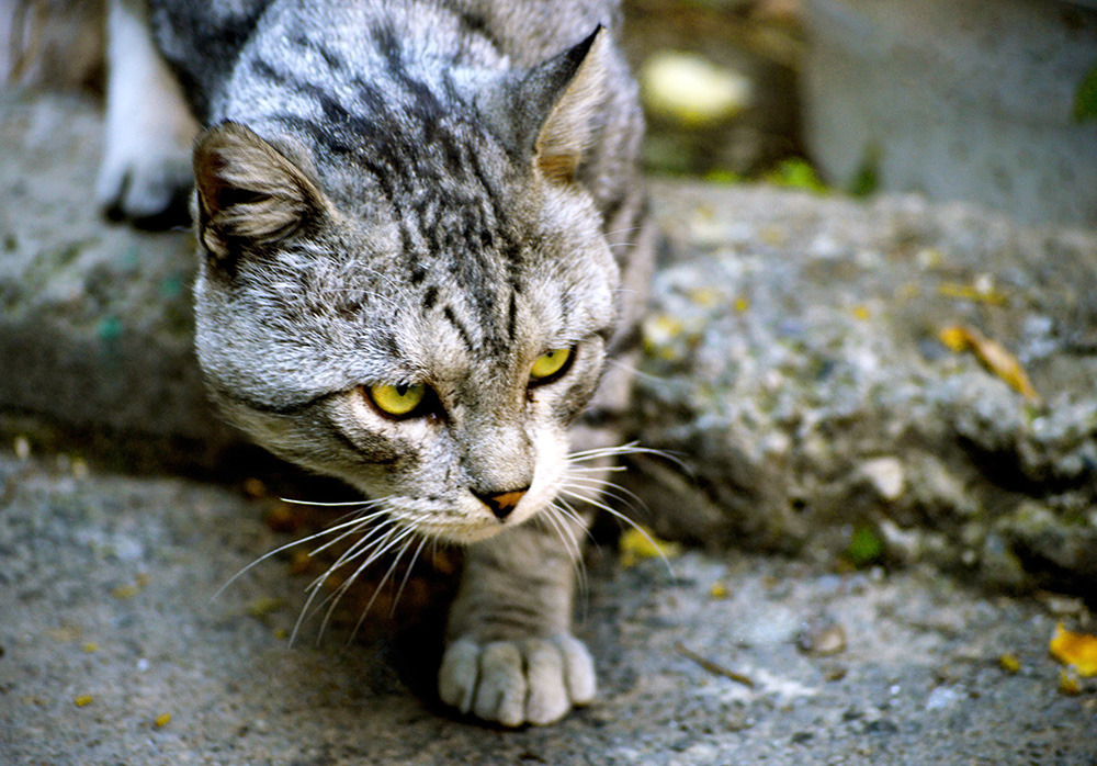 Los gatos domésticos han extinguido más animales que ningún otro depredador